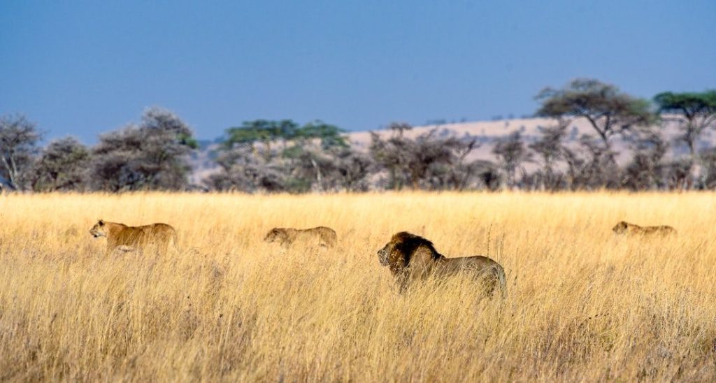 Serengeti safari