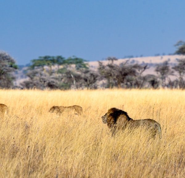 Serengeti safari