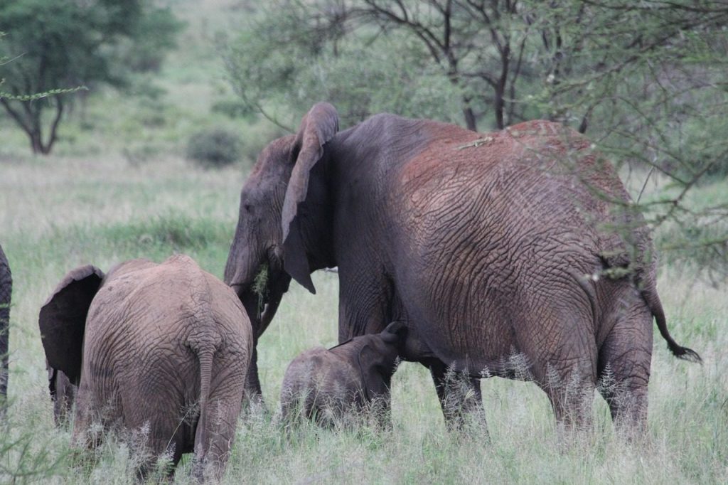 Tarangire