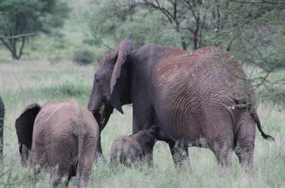 15 Days Kenya, Tanzania Wildlife Safari & Zanzibar Beach