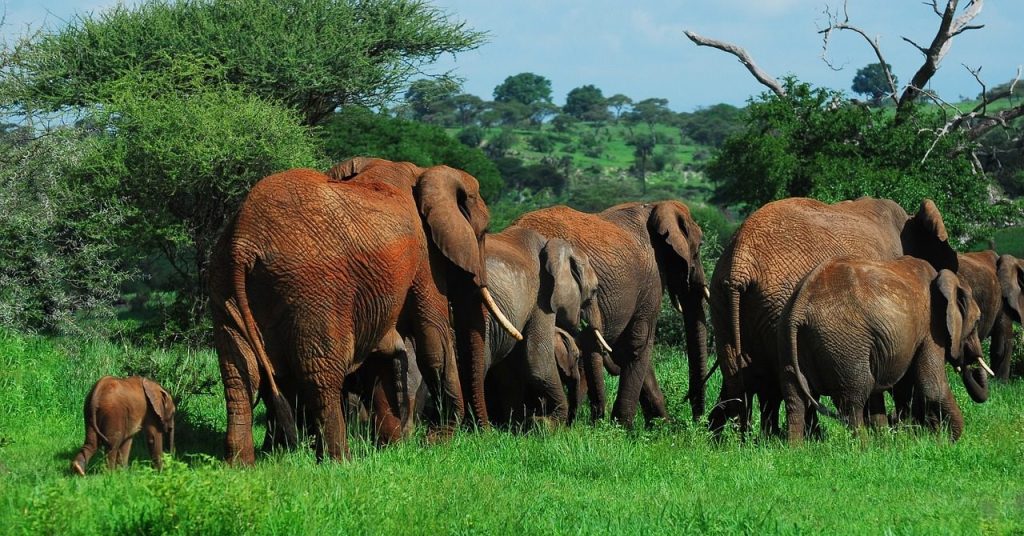Tarangire elephants