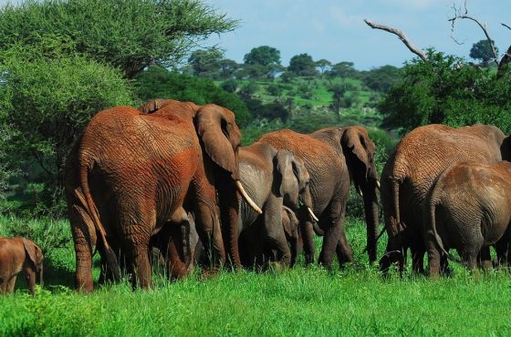 8 Days Amboseli, Lake Manyara, Serengeti, Ngorongoro & Tarangire Budget Safari