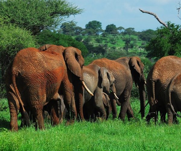 Tarangire Herds