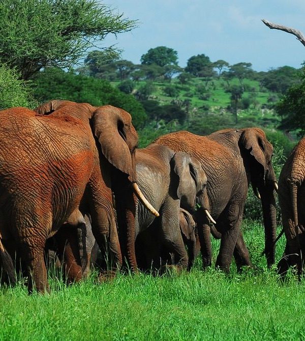 Tarangire elephants