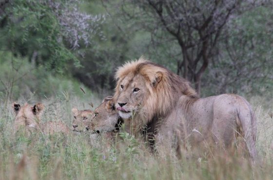 16 Days Kenya – Tanzania Wildlife Safari & Kilimanjaro Climbing