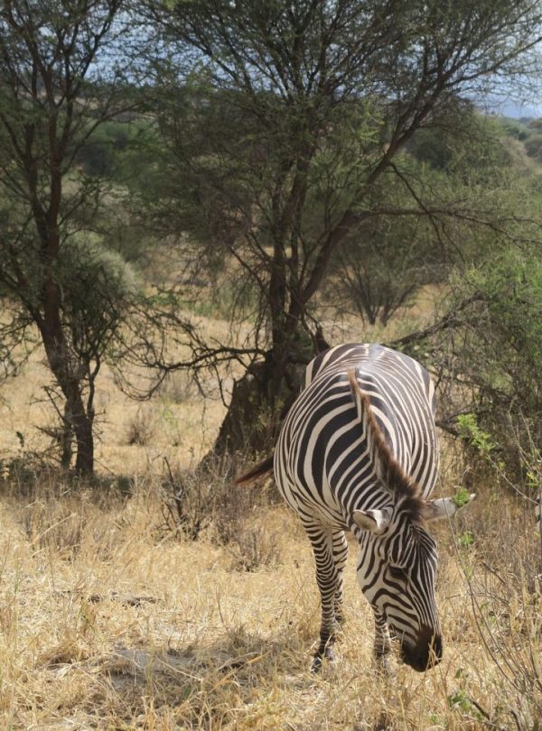 Northern Tanzania scenery