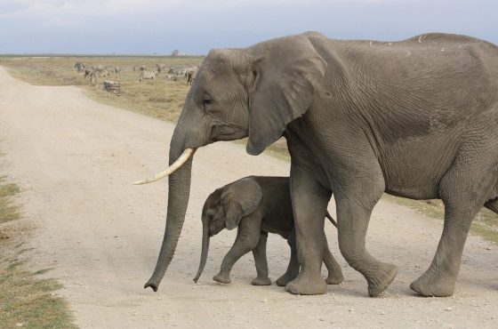 David Sheldrick Elephant Orphanage & Giraffe Center Day Tour