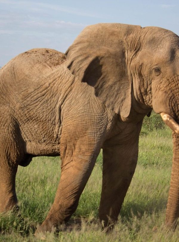 Elephants in Kenya