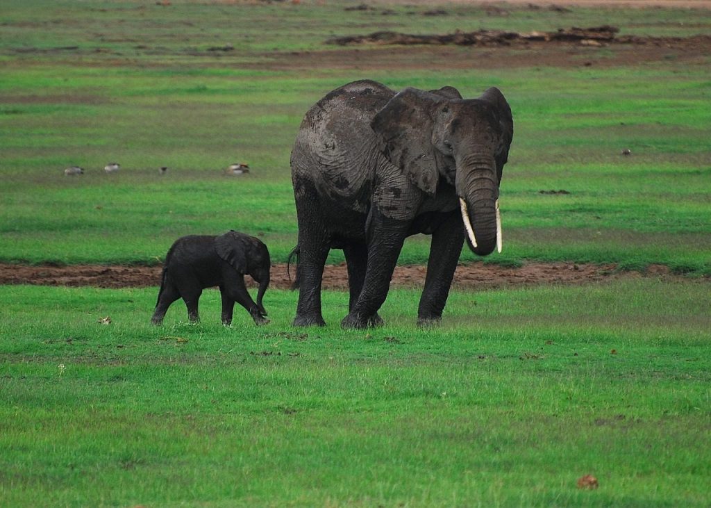 Amboseli wildlife