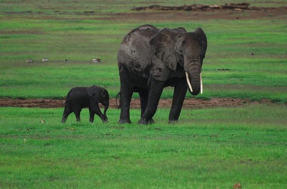10 Days Best of Combined Kenya & Tanzania Safari Adventure