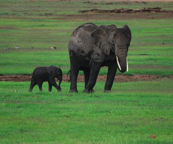 10 Days Best of Combined Kenya & Tanzania Safari Adventure