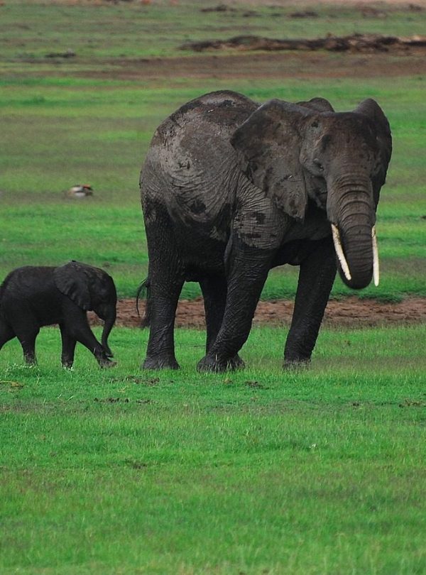 Amboseli wildlife