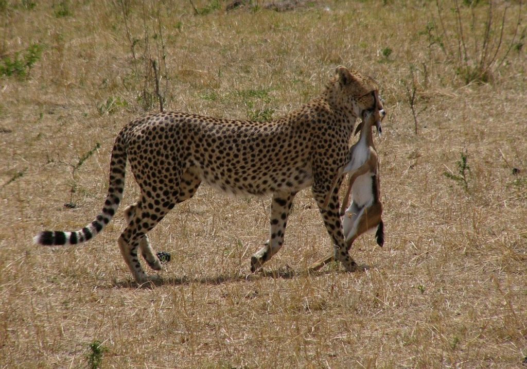 Masai Mara cheetah