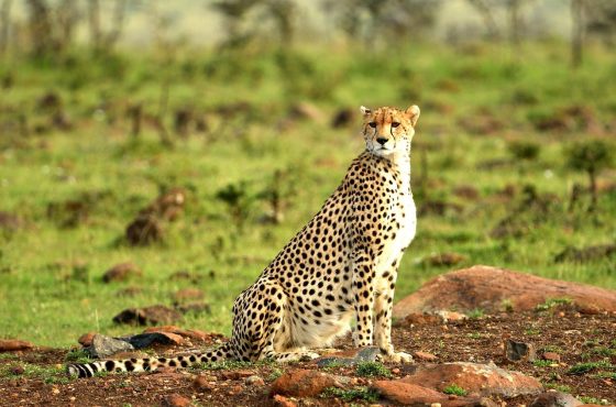 6 Days Masai Mara & the Rift Valley Lakes Budget Camping Safari