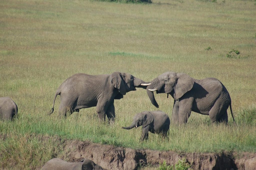 Masai Mara elephants