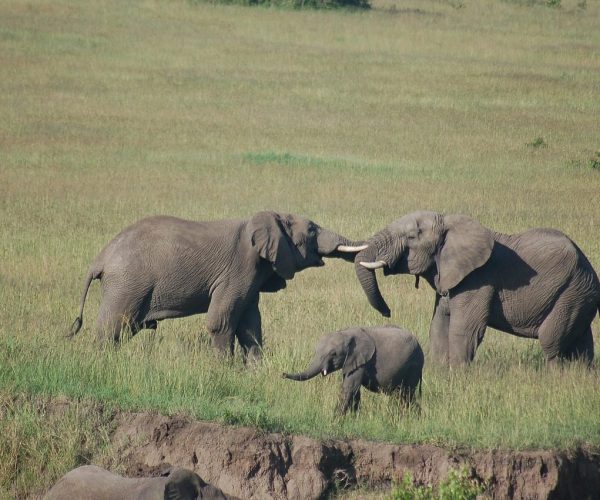 6 Days Amboseli, Lake Nakuru & Masai Mara Kenya Safari