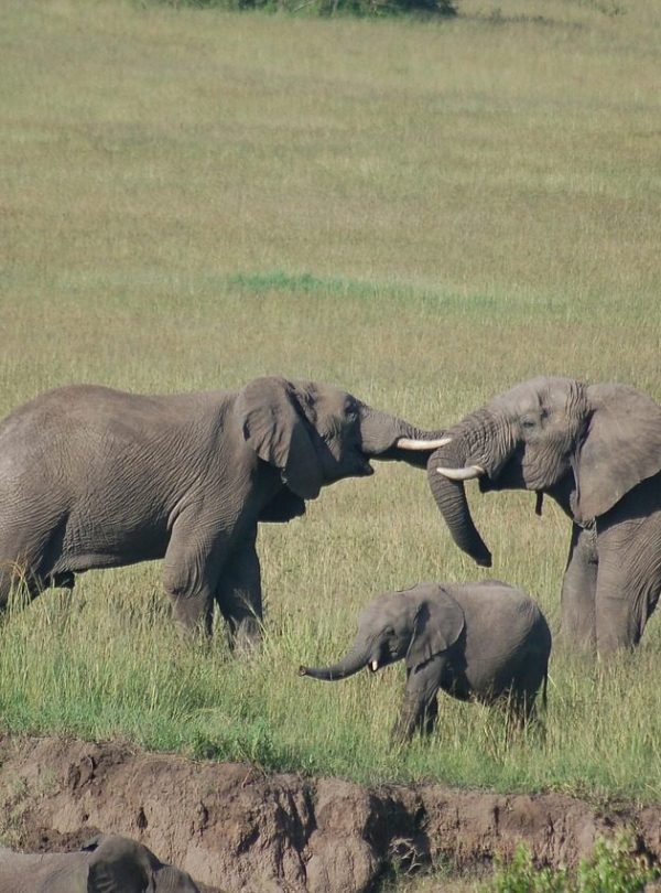 Masai Mara elephants