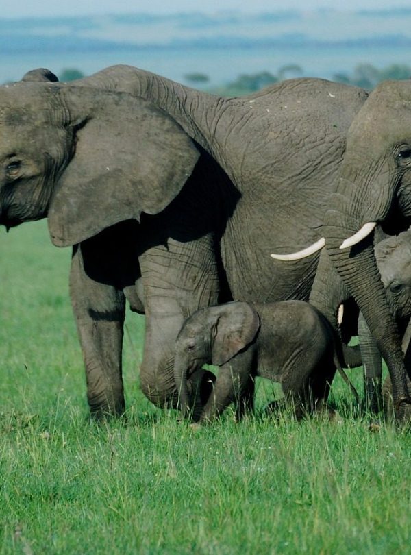 Masai Mara elephants