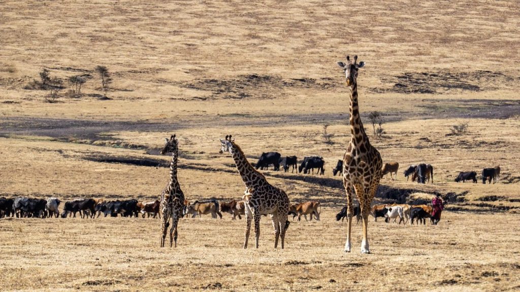 Masai Mara giraffes