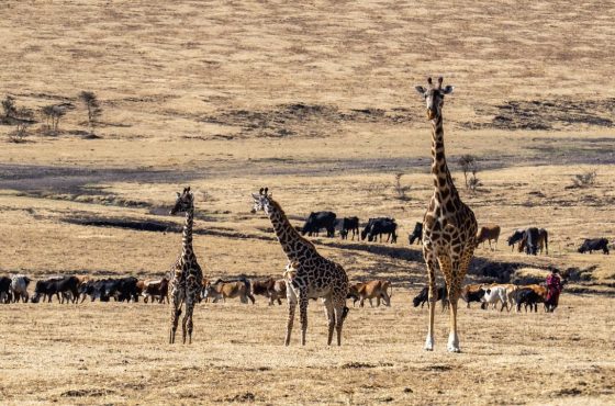 3 Days Masai Mara Wildlife Safari