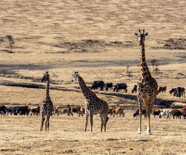 3 Days Masai Mara Wildlife Safari