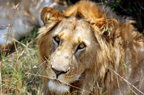 2 Days Masai Mara Luxury Flying Safari from Nairobi