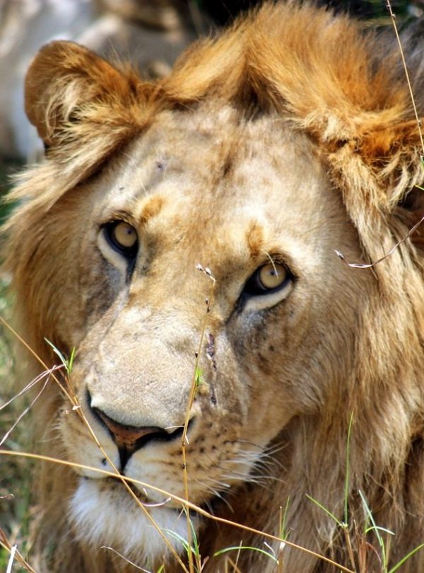 Maasai Mara