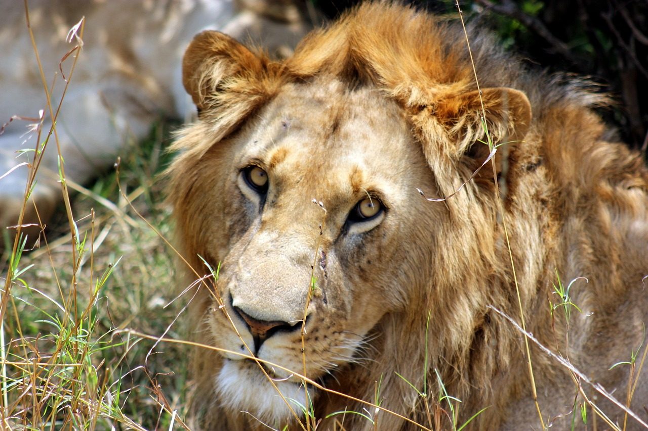 Maasai Mara