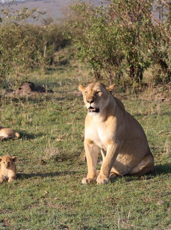 Big cat safari