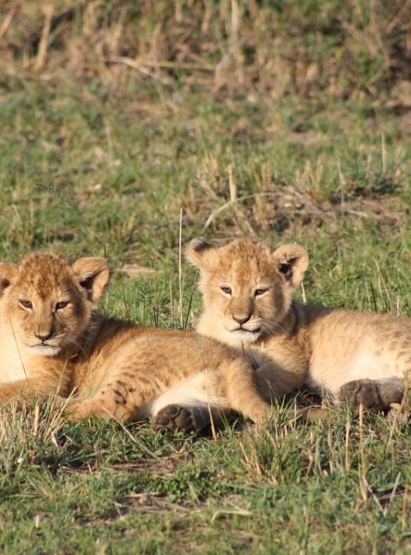 Masai Mara lion cubs
