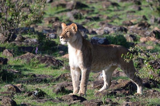3 Days The Greatest Masai Mara Lake Naivasha Safari
