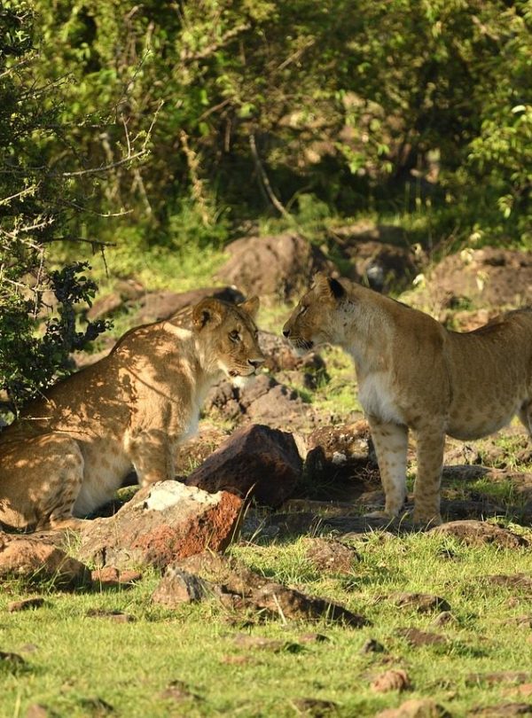 Masai Mara wildlife
