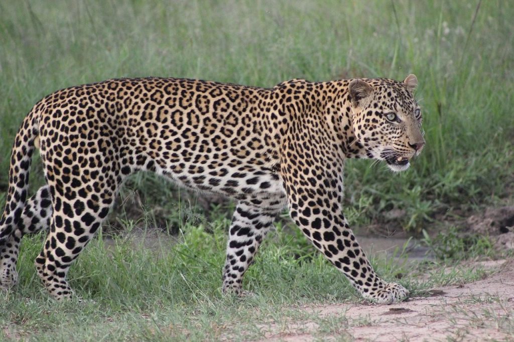 Kenya wildlife drive