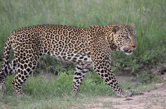 Nairobi National Park Day Tour