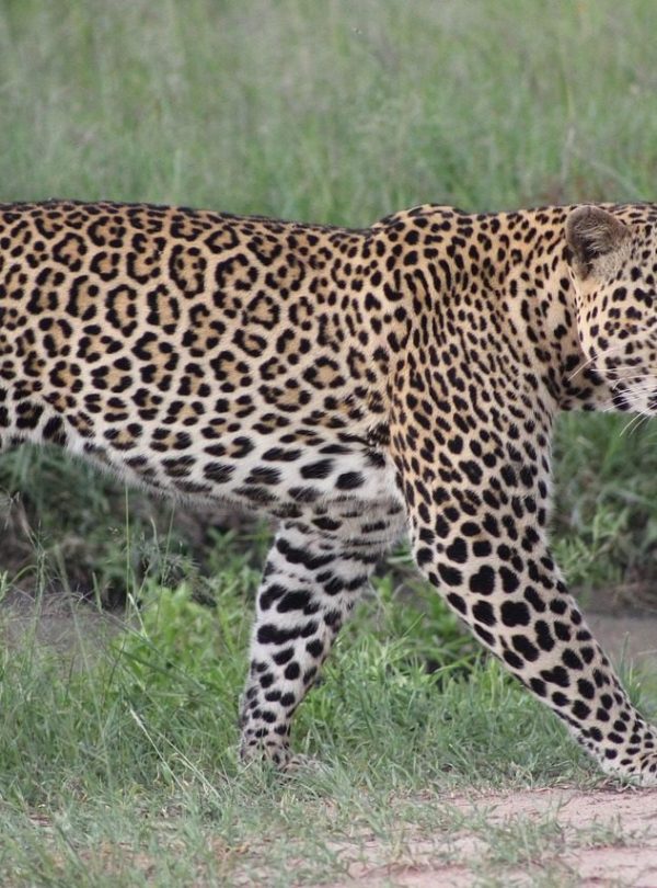Kenya wildlife drive
