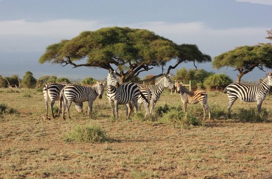 3 Days Masai Mara Budget Camping & Mid-Range Lodge Safari