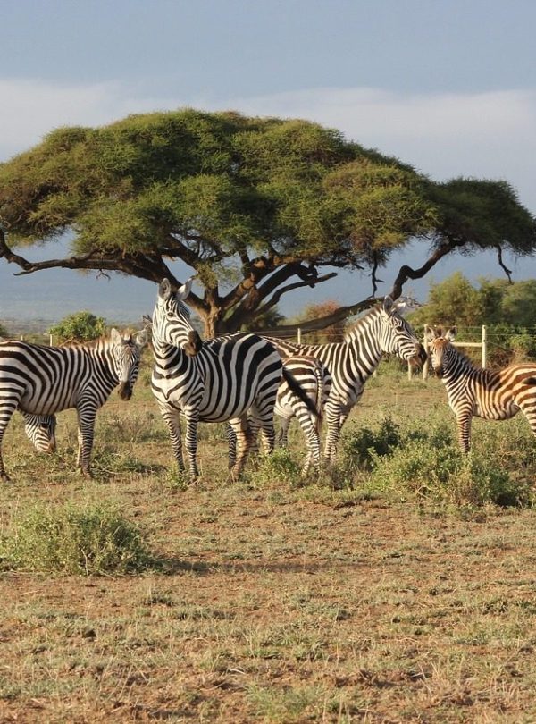 Masai Mara safari vehicle