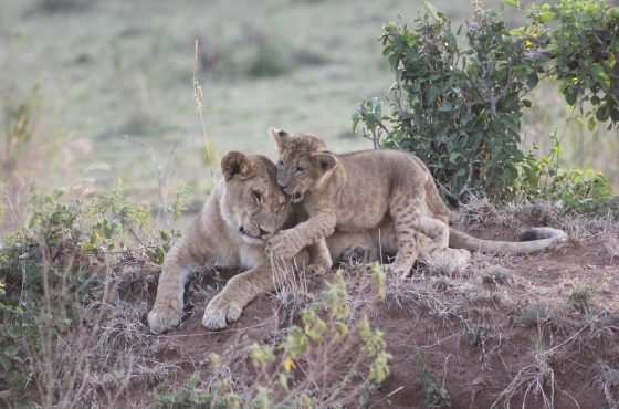 Nairobi National Park, Giraffe Center & Elephant Orphanage Day Tour