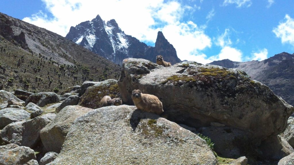 Mt Kenya trail - 4 Days Mt Kenya climbing: up Naro Moru down Sirimon