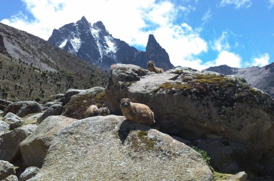 5 days Mt kenya Trekking: up Sirimon down Chogoria Traverse