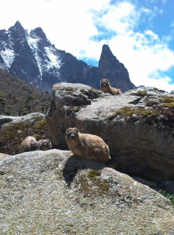 Mt Kenya trail - 4 Days Mt Kenya climbing: up Naro Moru down Sirimon