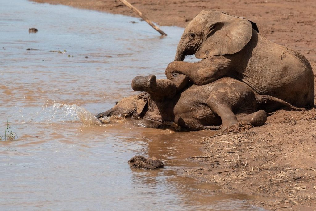 Samburu
