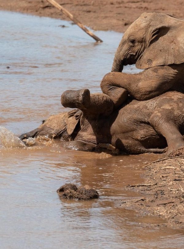 Samburu