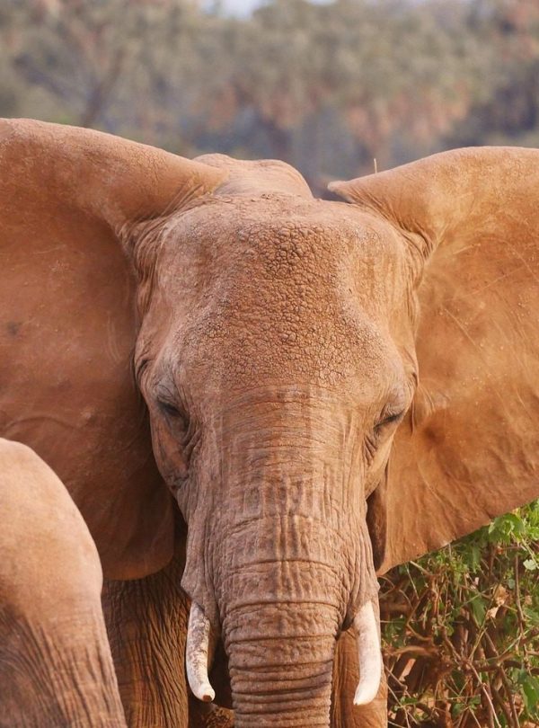 Samburu elephants