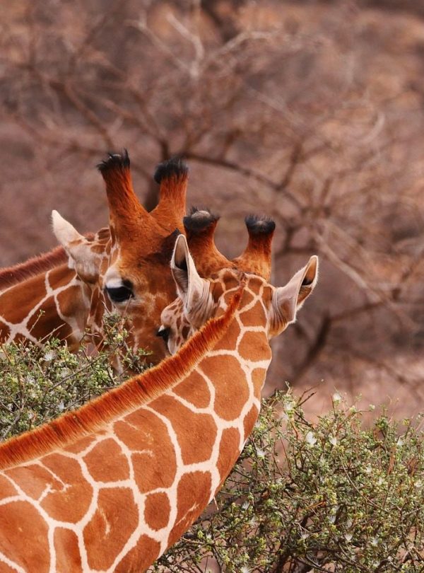 Giraffe experience