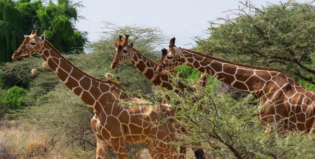 Samburu giraffe