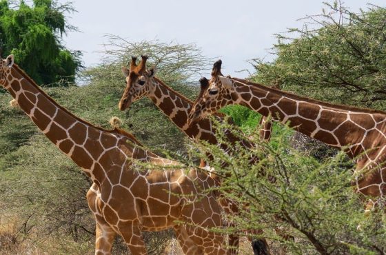 Karen Blixen Museum & Giraffe Centre Nairobi Tour