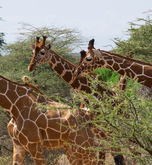 Samburu giraffe