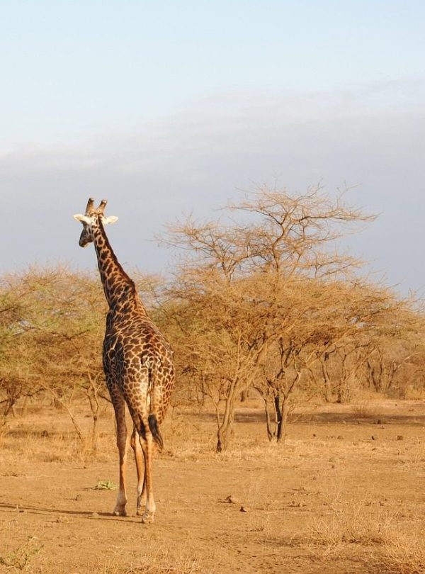 Wildlife in Tsavo