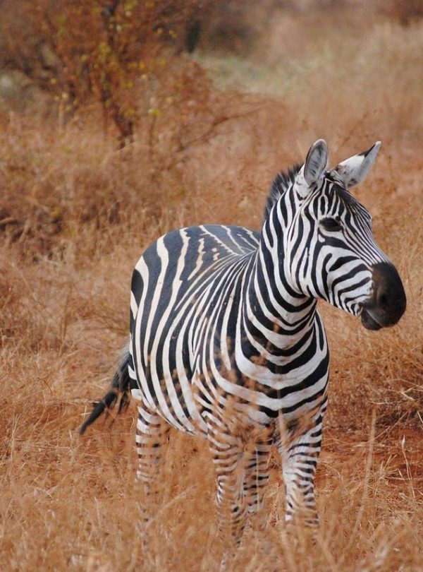 Tsavo